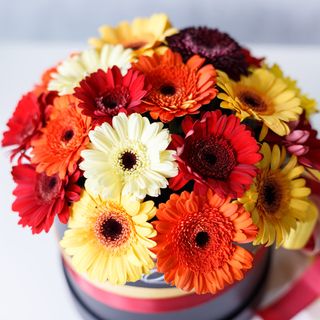 Cutie Medie cu Gherbere Mix Orange