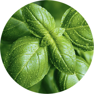 Базилік зелений 3г