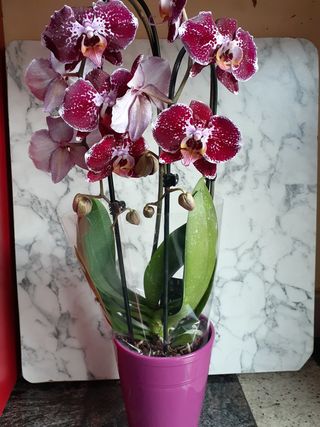 Orhideja i keramička vaza mix boje