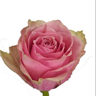 Троянда Атена Роял (1шт)