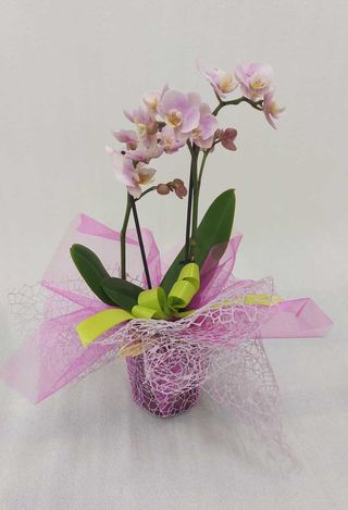 Orchidea piccola optiflor rosa