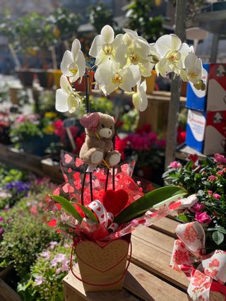 Orquídea "Love" + Teddy 