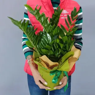 Planta Zamioculca