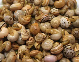 Caracóis