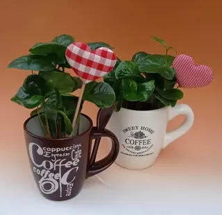 Pianta del caffe