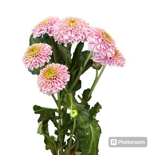 Santini rosa bottone