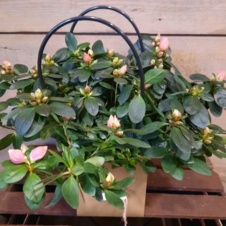 Azalia w tytce ozdobnej