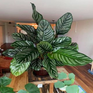 Calathea Ornata