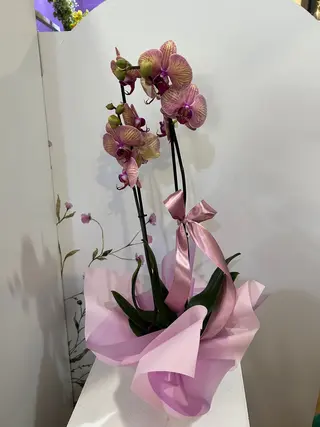 Orquídea Phalaenopsis Tiger