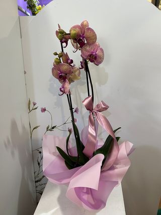 Orquídea Phalaenopsis Tiger