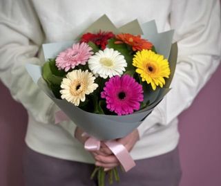 გერბერა 7 