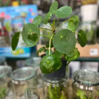 Pianta di pilea