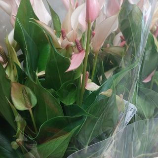 Anthurium pianta fiorita vari colori da appartamento 