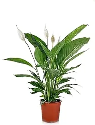 SPATYFILIUM