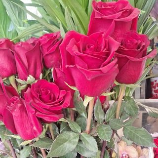 9 rose grandi con nebbiolina 