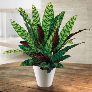 Calathea Lancifolia