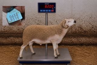 06349313 - 82 Kg