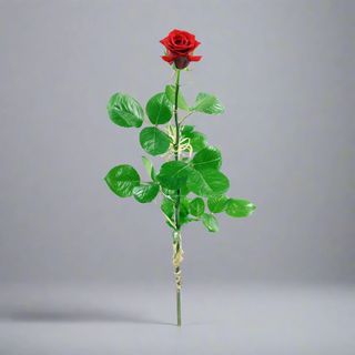 Jedna róża, Tysiące emocji - Najpiękniejsza Róża w Twoim Życiu