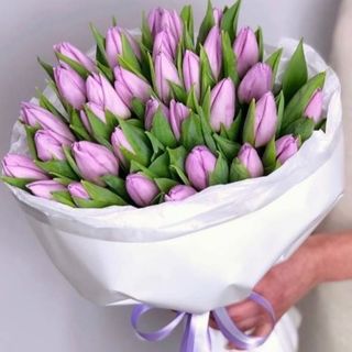 31 Lawendowy tulipan