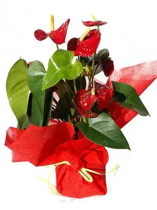 ANTHURIUM GRANDE.