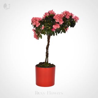 Pomișor Azalee În Ghiveci