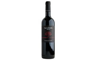 BRIGANTE AGLIANICO