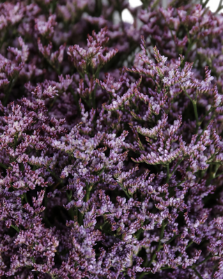 Limonium Morado Flor Suelta (Nos son ramos/no bouquet)