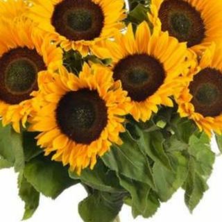 Bouquet girasoli