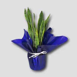 Sansevieria