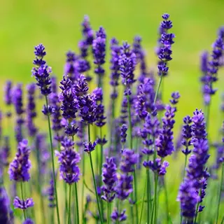 Lavanda