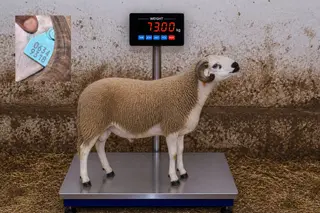 06349318 - 73 Kg