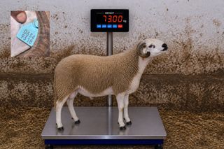 06349318 - 73 Kg