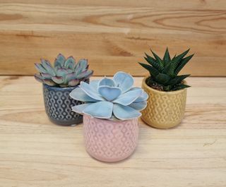 Suculentas Mini Sorpresa