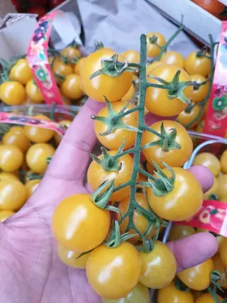Ciliegino giallo  250 gr 