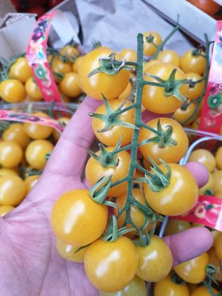 Ciliegino giallo  250 gr 