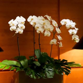 Storczyk doniczkowy Phalenopsis 