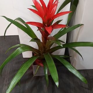 Large red guzmania