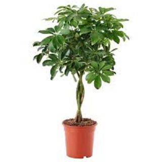 Schefflera