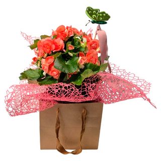 Begonia en Bolsa Kraft y Mariposa