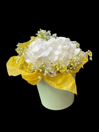 Hortensie in cutie 2