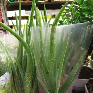 Aloe vera