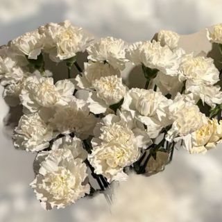 Goździk biały 9 sztuk 