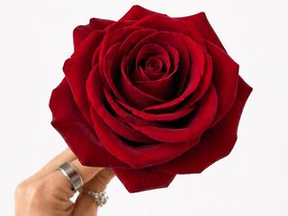 Red Rose