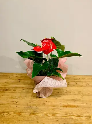 Anthurium Pequeño
