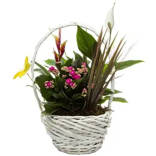CESTA DE PLANTAS