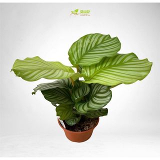 Calathea Orbifolia