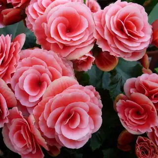 Begonia
