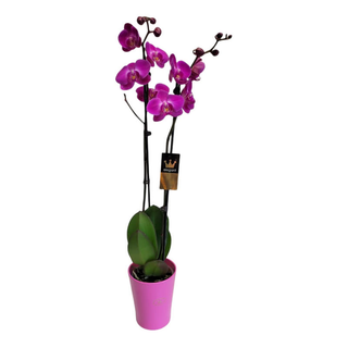 Phalenopsis