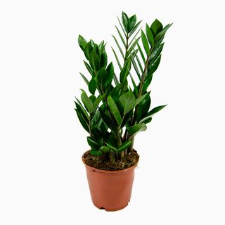 Zamioculcas (Planta da Sorte)