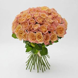 51 Троянда Міс Піггі